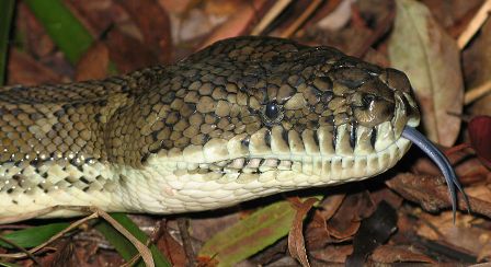 Forked tongue of a Carpet Python